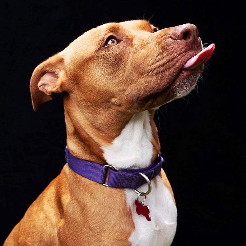 Kate 5x6.5ft(1.5x2m) Collapsible Backdrop Pure White Black Collapsible Backgrounds Twist Flex Reversible Pop up Photography Backdrops - Image 4